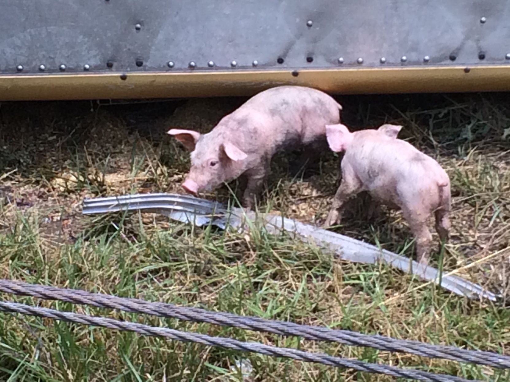 Pigs on Interstate 77 ....
